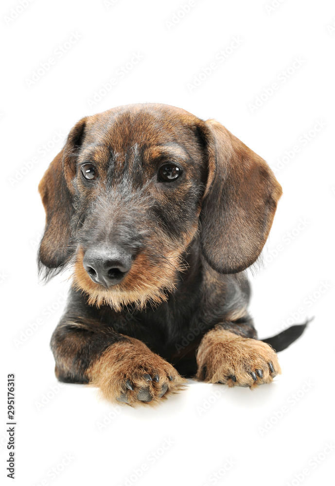 Studio shot of an adorable wired haired Dachshund lying and looking shy