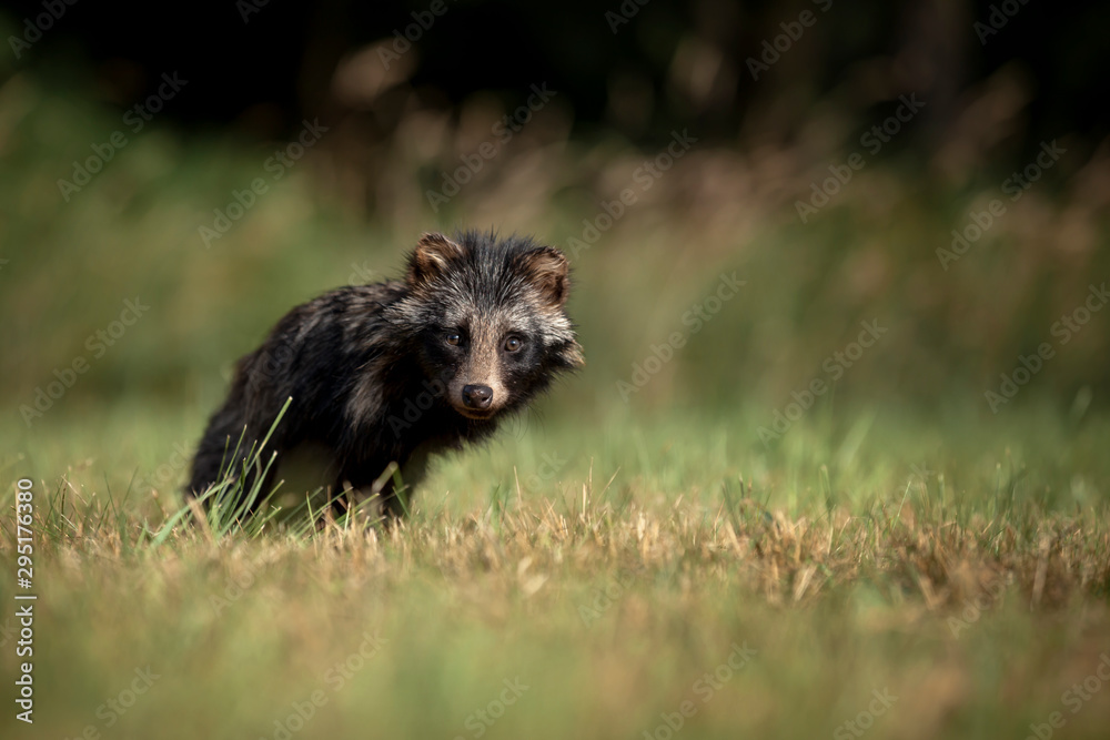 A cute little raccoon dog sits in a meadow and looks straight into the camera. A cute little raccoon dog sits in a meadow and looks straight into the camera.