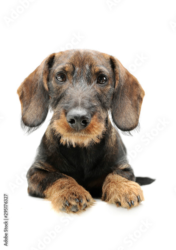 Studio shot of an adorable wired haired Dachshund lying and looking curiously at the camera © kisscsanad
