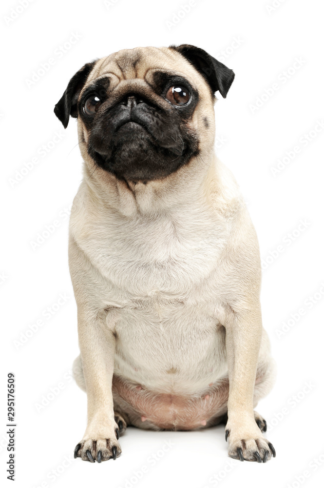 Studio shot of an adorable Pug (or Mops) sitting and looking curiously at the camera