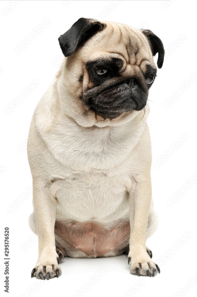 Studio shot of an adorable Pug (or Mops) sitting and looking down sadly