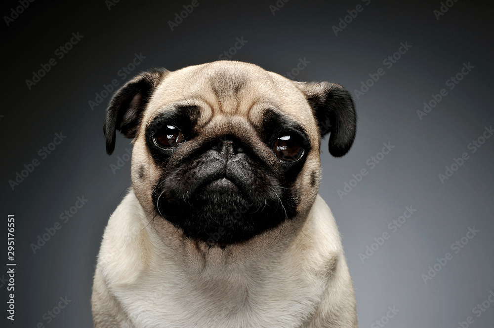 Portrait of an adorable Pug (or Mops) looking curiously at the camera