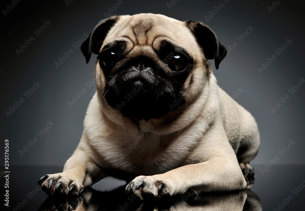 Studio shot of an adorable Pug (or Mops) lying and looking curiously at the camera