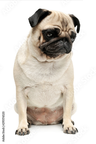 Studio shot of an adorable Pug (or Mops) sitting and looking down sadly © kisscsanad