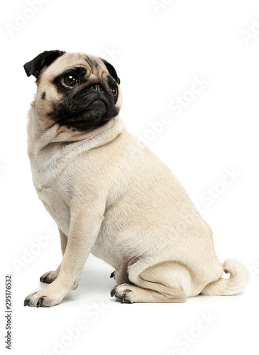 Studio shot of an adorable Pug  or Mops  sitting and looking up curiously