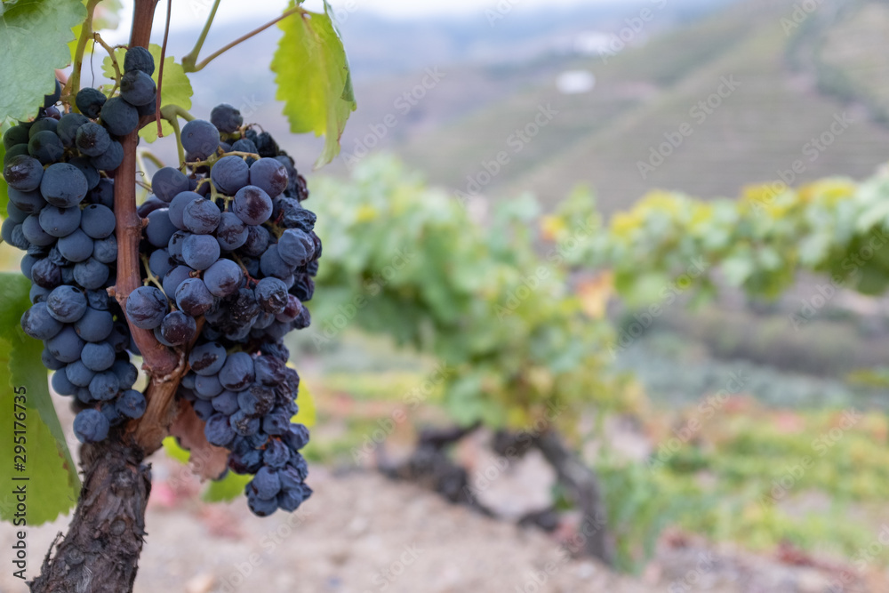 A close up of a bunch of red grapes on the vine with the rest of the vineyard out of focus in the background