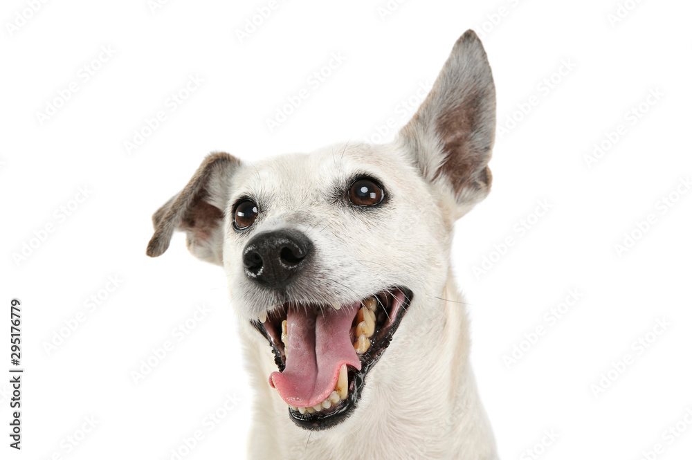 Portrait of an adorable Jack Russell Terrier looking happy