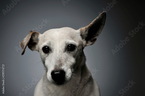 Portrait of an adorable Jack Russell Terrier looking curiously at the camera with funny ears