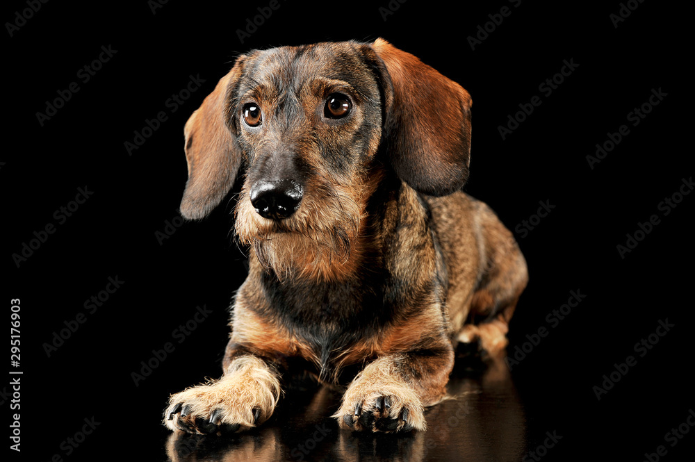 Studio shot of an adorable wired haired Dachshund lying and looking curiously at the camera