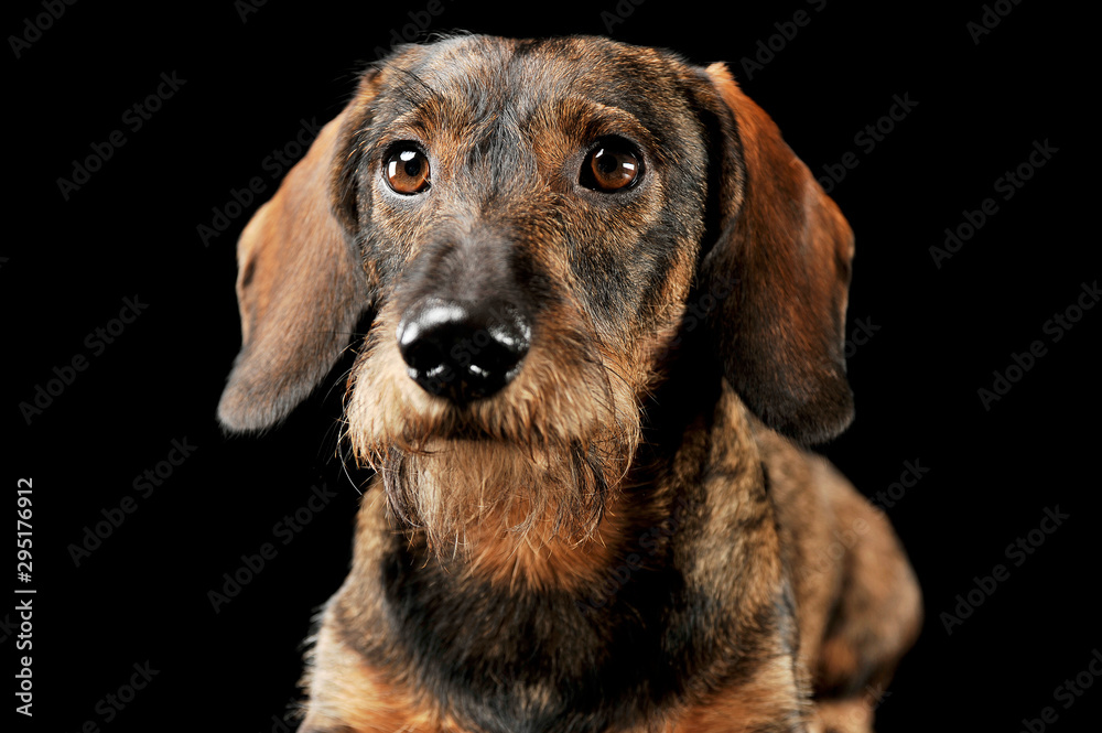 Portrait of an adorable wired haired Dachshund looking curiously at the camera