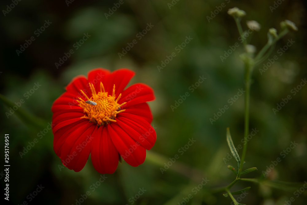 Flor Vermelha Flor Vermelha