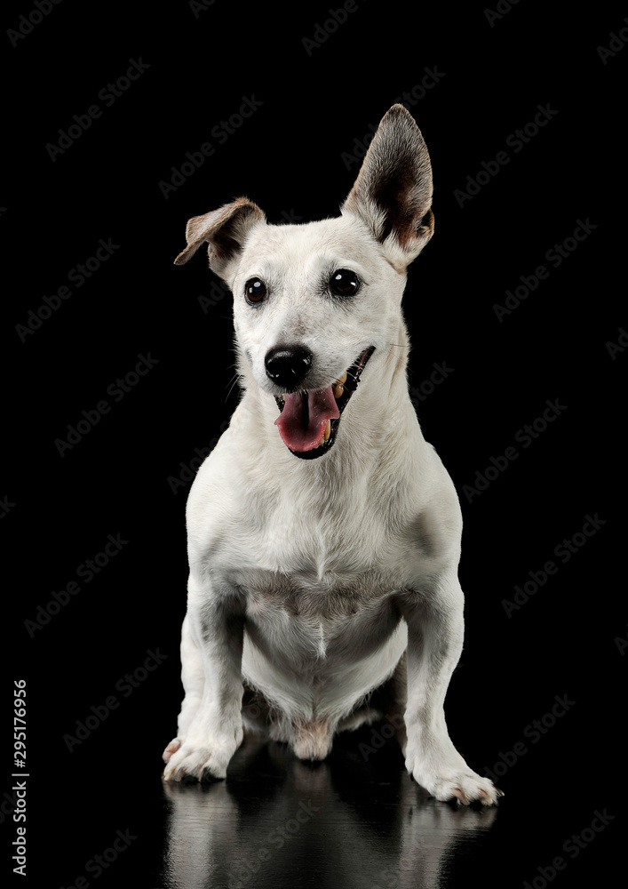 Studio shot of an adorable Jack Russell Terrier sitting and looking happy