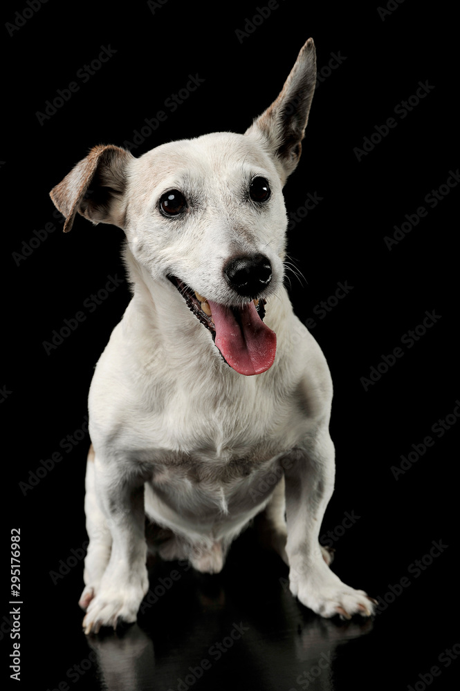 Studio shot of an adorable Jack Russell Terrier sitting and looking happy