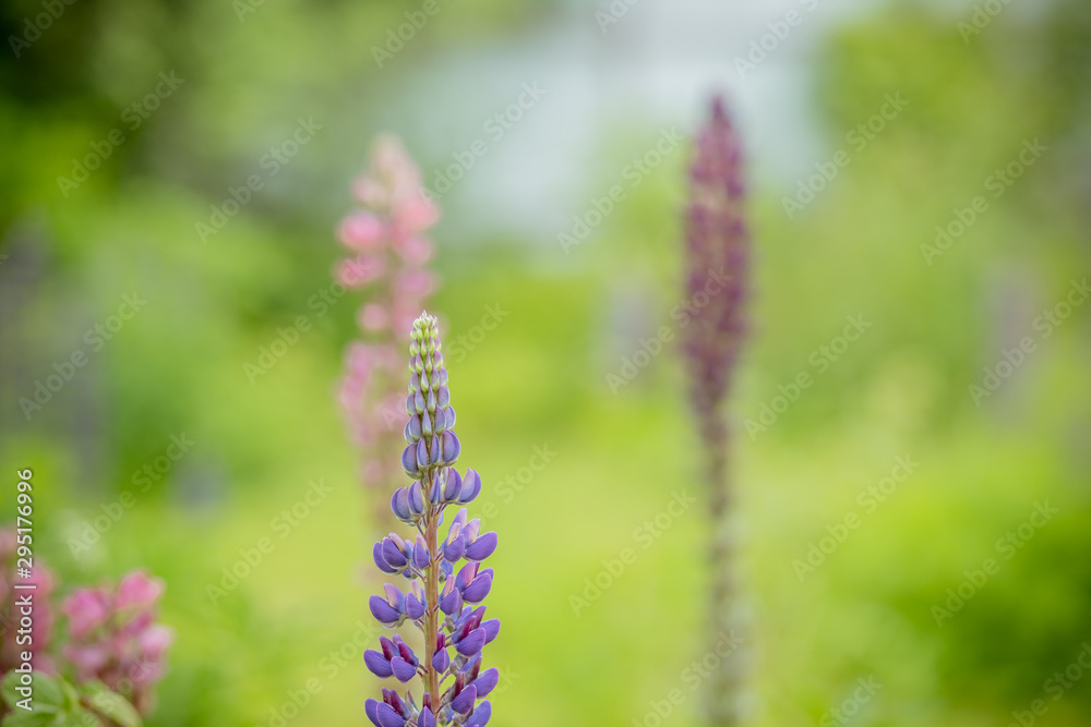 Lupinus, lupin, lupine field with pink purple and blue flowers. Bunch of lupines summer flower background.Lupinus field with pink purple and blue flowers. A field of lupines. Flowers in meadow. Lupinus, lupin, lupine field with pink purple and blue flowers. Bunch of lupines summer flower background.Lupinus field with pink purple and blue flowers. A field of lupines. Flowers in meadow.