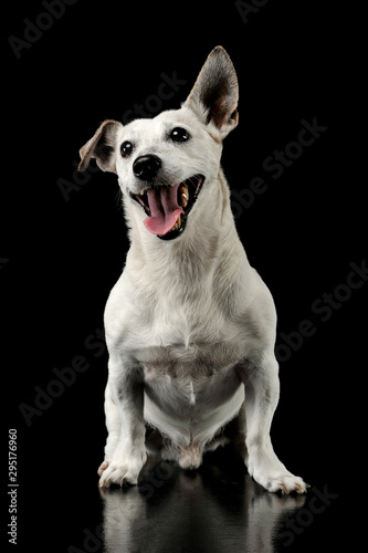 Studio shot of an adorable Jack Russell Terrier sitting and looking happy