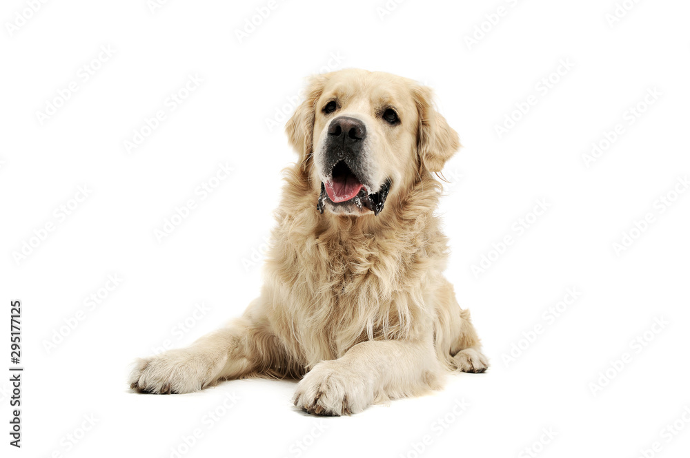Studio shot of an adorable Golden retriever lying and looking curiously at the camera Studio shot of an adorable Golden retriever lying and looking curiously at the camera