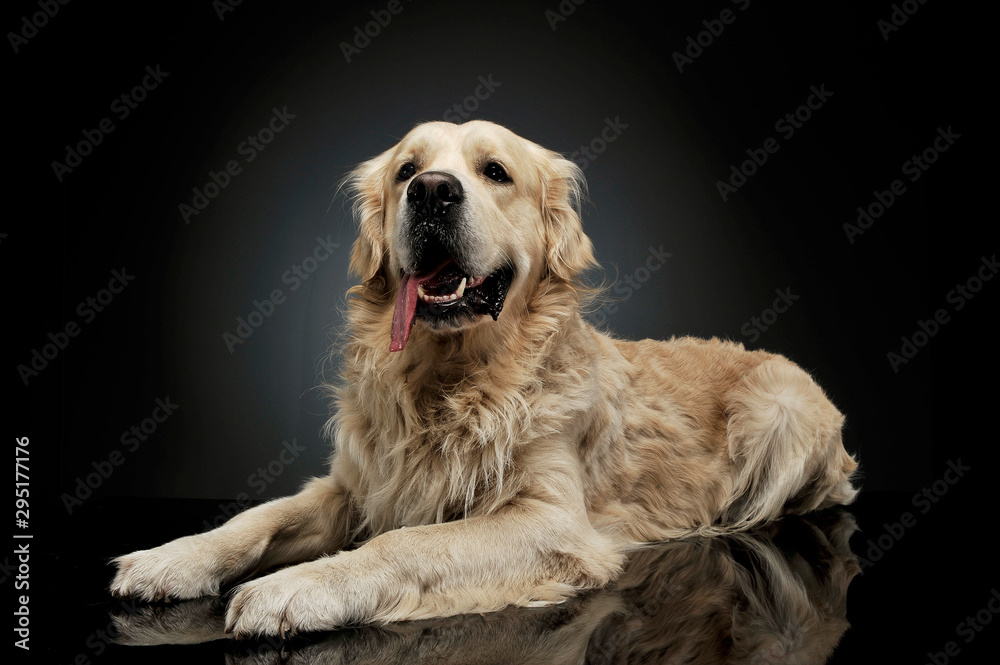 Studio shot of an adorable Golden retriever lying and looking curiously at the camera Studio shot of an adorable Golden retriever lying and looking curiously at the camera