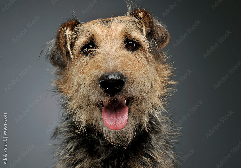 Portrait of an adorable mixed breed dog looking curiously at the camera