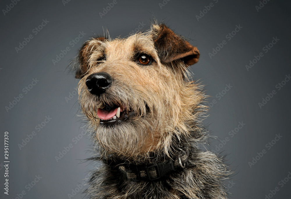 Portrait of an adorable mixed breed dog looking up curiously Portrait of an adorable mixed breed dog looking up curiously