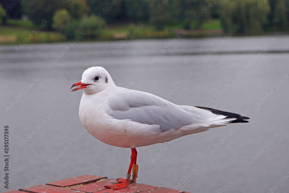 Fototapeta premium Möwe auf Mauer