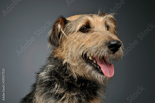 Portrait of an adorable mixed breed dog looking curiously © kisscsanad