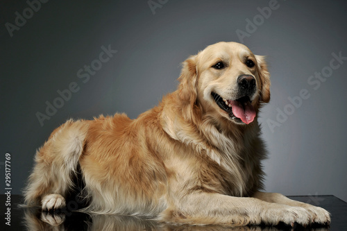 Studio shot of an adorable Golden retriever lying and looking curiously at the camera © kisscsanad