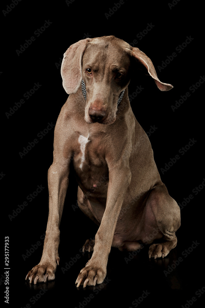Studio shot of an adorable Weimaraner dog sitting and looking down sadly