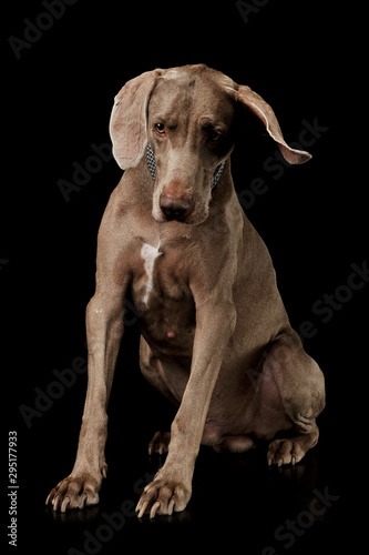 Studio shot of an adorable Weimaraner dog sitting and looking down sadly