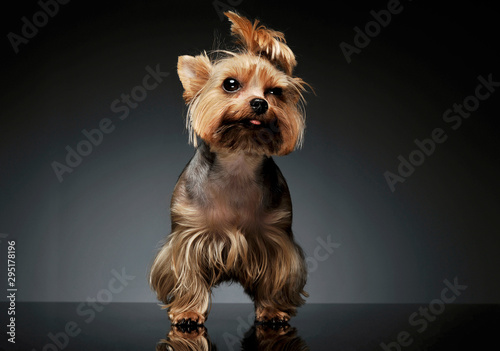 Studio shot of an adorable Yorkshire Terrier looking curiously at the camera with funny ponytail © kisscsanad