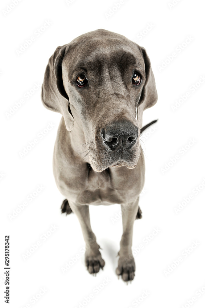 Studio shot of an adorable Deutsche Dogge sitting and looking curiously at the camera