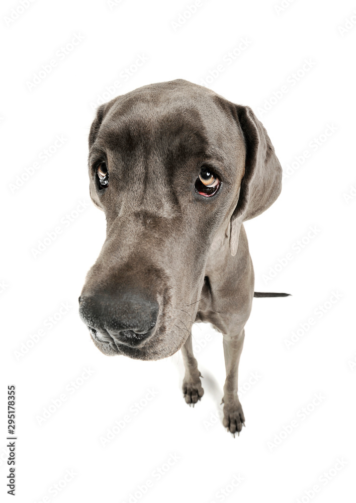 Wide angle portrait of an adorable Deutsche Dogge looking sadly at the camera Wide angle portrait of an adorable Deutsche Dogge looking sadly at the camera