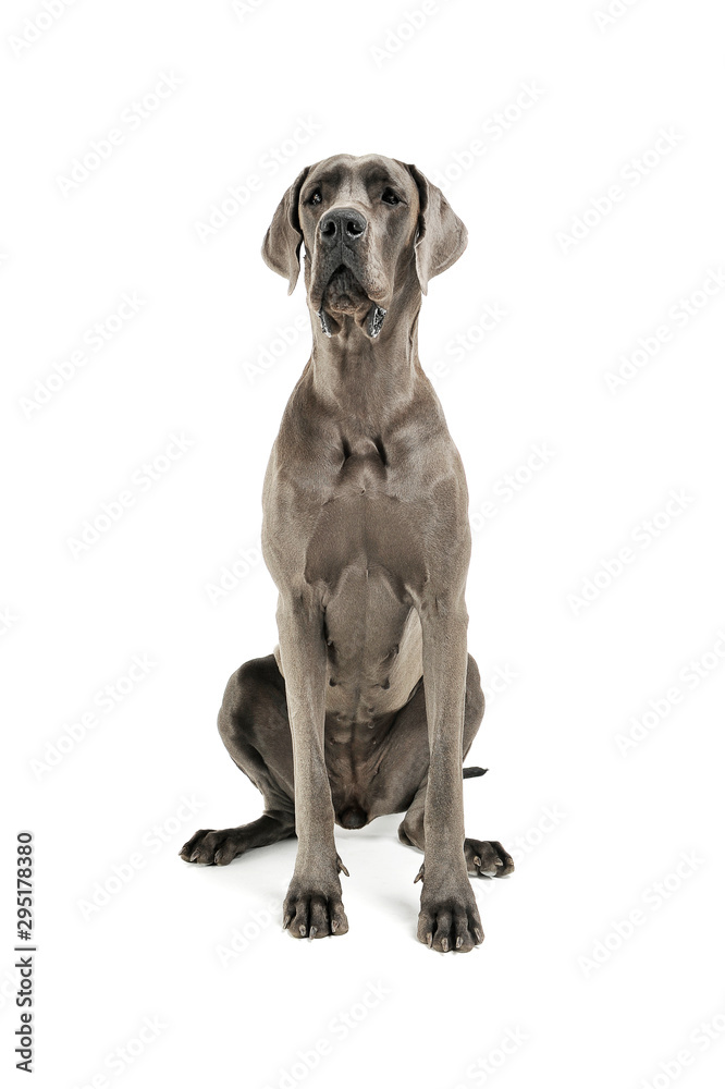 Studio shot of an adorable Deutsche Dogge sitting and looking curiously at the camera Studio shot of an adorable Deutsche Dogge sitting and looking curiously at the camera