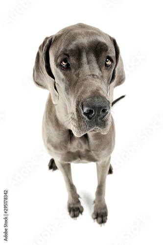 Studio shot of an adorable Deutsche Dogge sitting and looking curiously at the camera