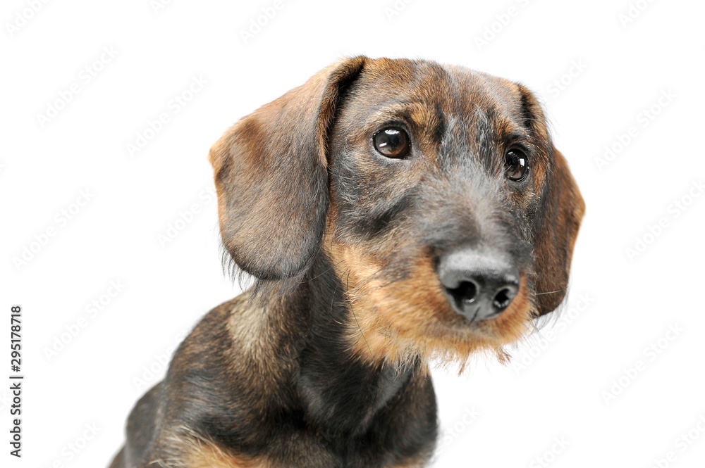 Portrait of an adorable wired haired Dachshund looking curiously - obrazy, fototapety, plakaty 