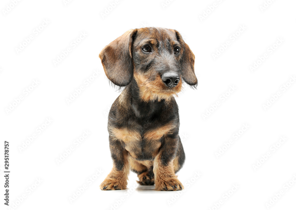 Studio shot of an adorable wired haired Dachshund sitting and looking curiously Studio shot of an adorable wired haired Dachshund sitting and looking curiously