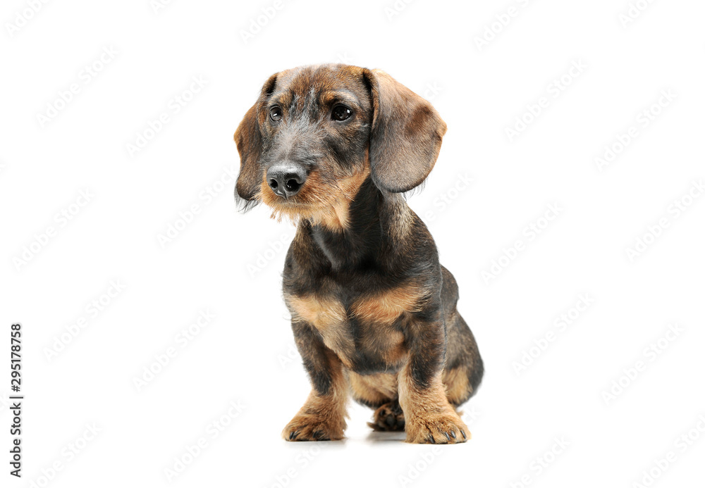 Studio shot of an adorable wired haired Dachshund sitting and looking curiously