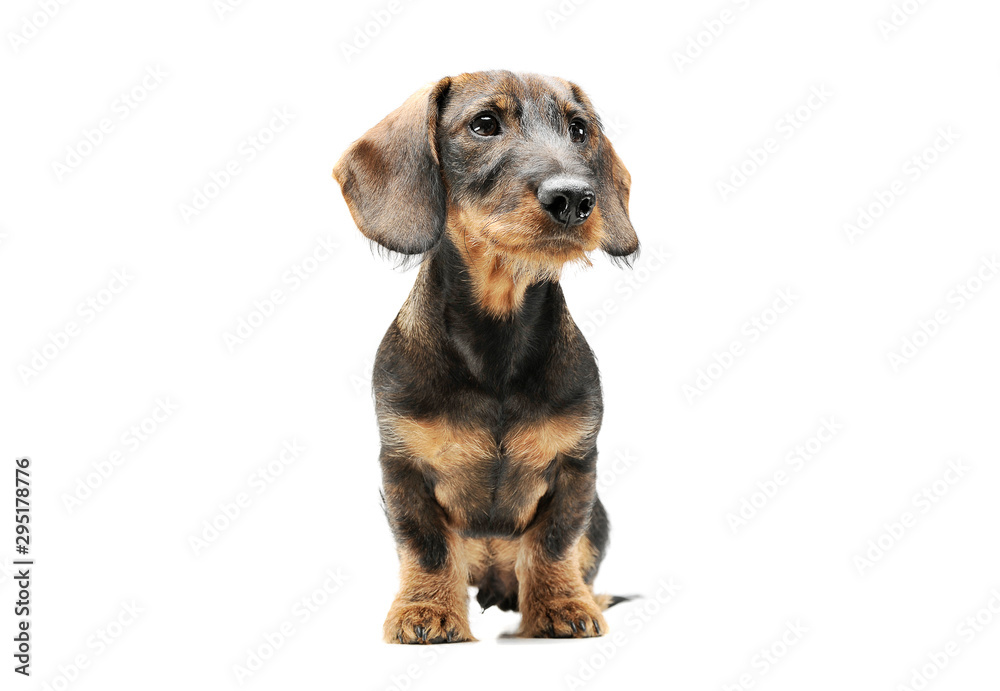 Studio shot of an adorable wired haired Dachshund sitting and looking curiously
