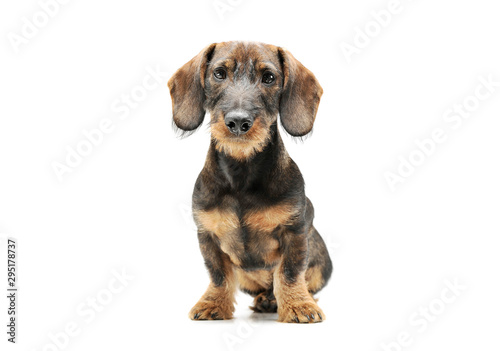 Studio shot of an adorable wired haired Dachshund sitting and looking curiously at the camera © kisscsanad