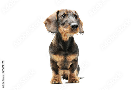 Studio shot of an adorable wired haired Dachshund sitting and looking curiously