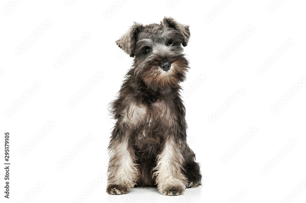 Studio shot of an adorable Schnauzer salt and papper puppy sitting and looking curiously at the camera Studio shot of an adorable Schnauzer salt and papper puppy sitting and looking curiously at the camera