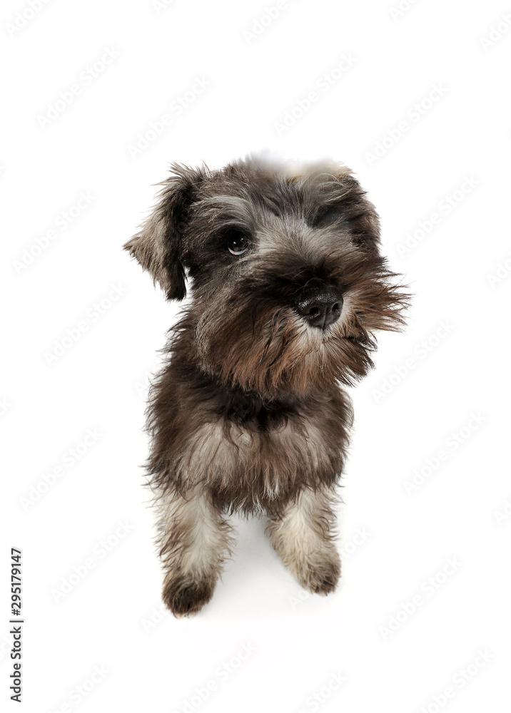 Studio shot of an adorable Schnauzer salt and papper puppy standing and looking curiously at the camera Studio shot of an adorable Schnauzer salt and papper puppy standing and looking curiously at the camera