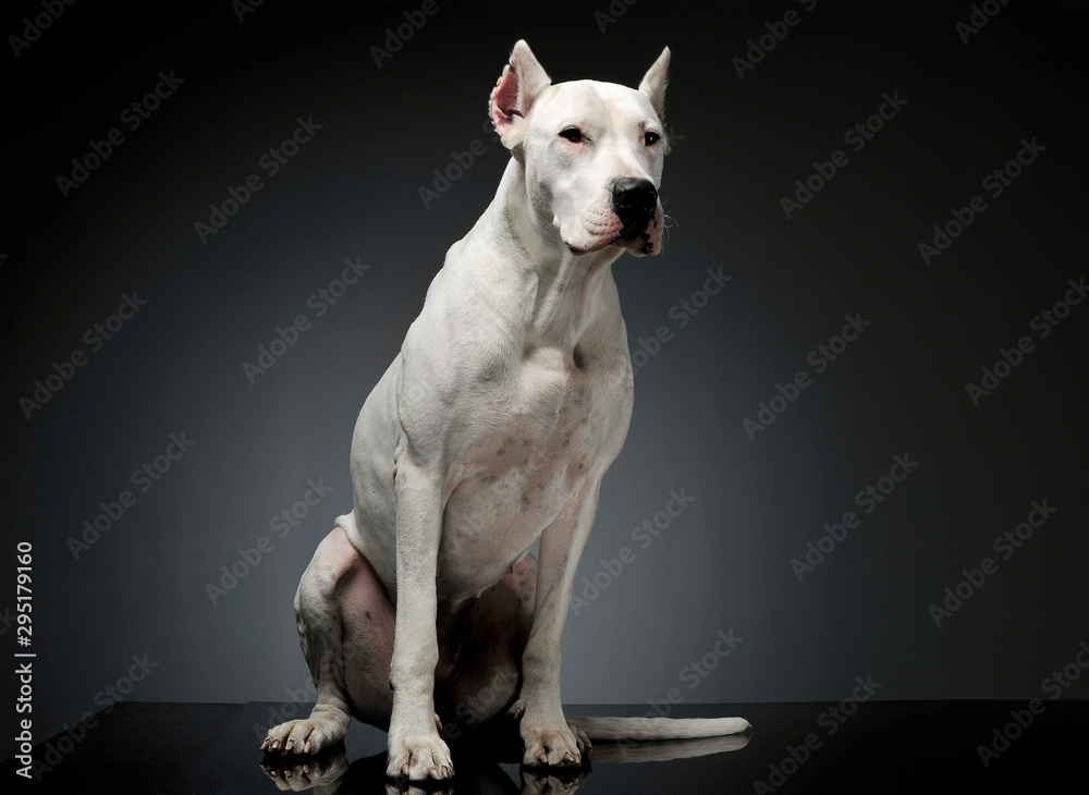 Studio shot of an adorable Dogo Argentino sitting and looking curiously