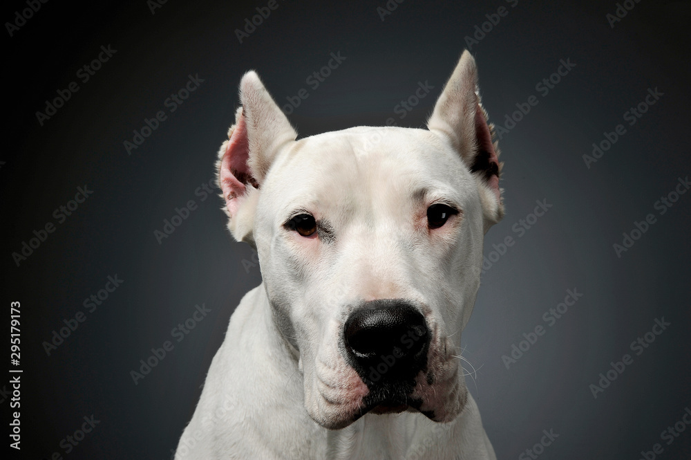 Portrait of an adorable Dogo Argentino looking curiously at the camera