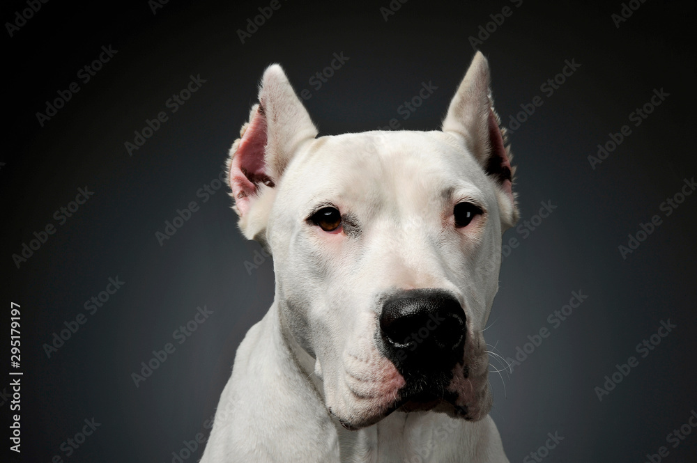 Portrait of an adorable Dogo Argentino looking curiously at the camera