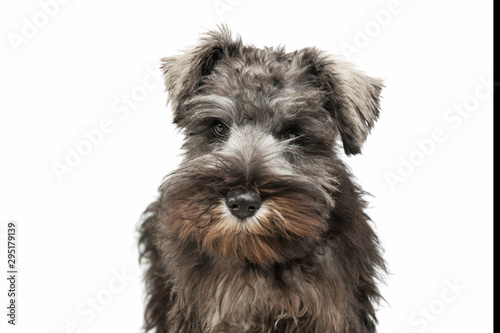 Portrait of an adorable Schnauzer salt and papper puppy looking curiously at the camera