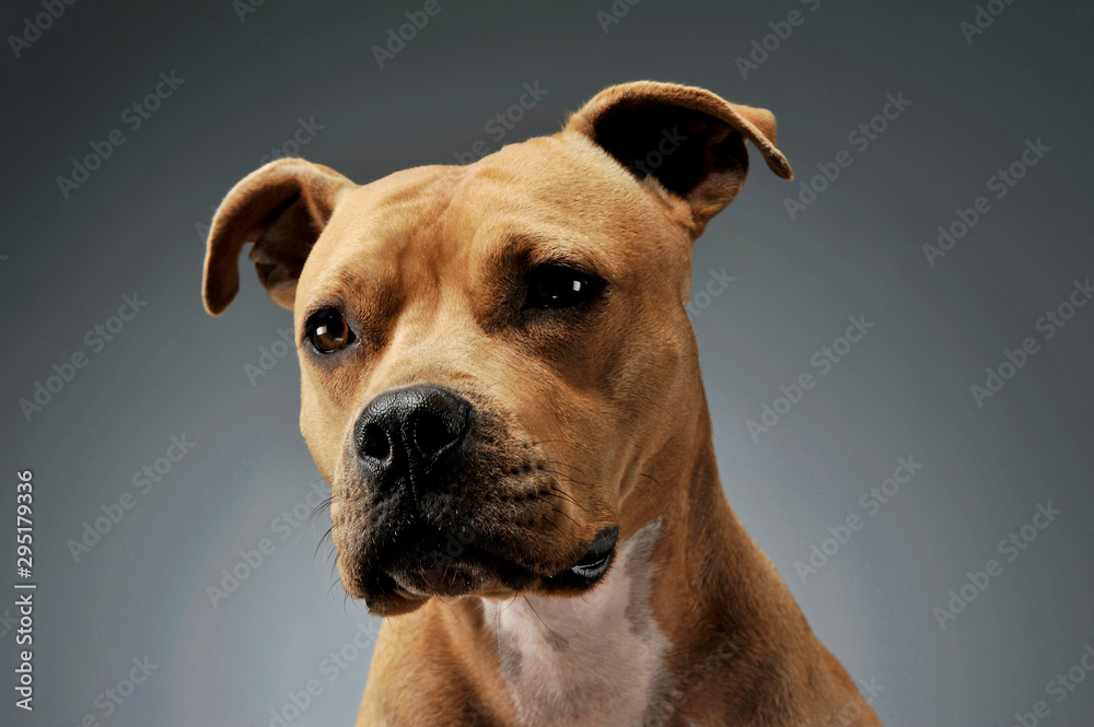 Portrait of an adorable American Staffordshire Terrier looking curiously at the camera
