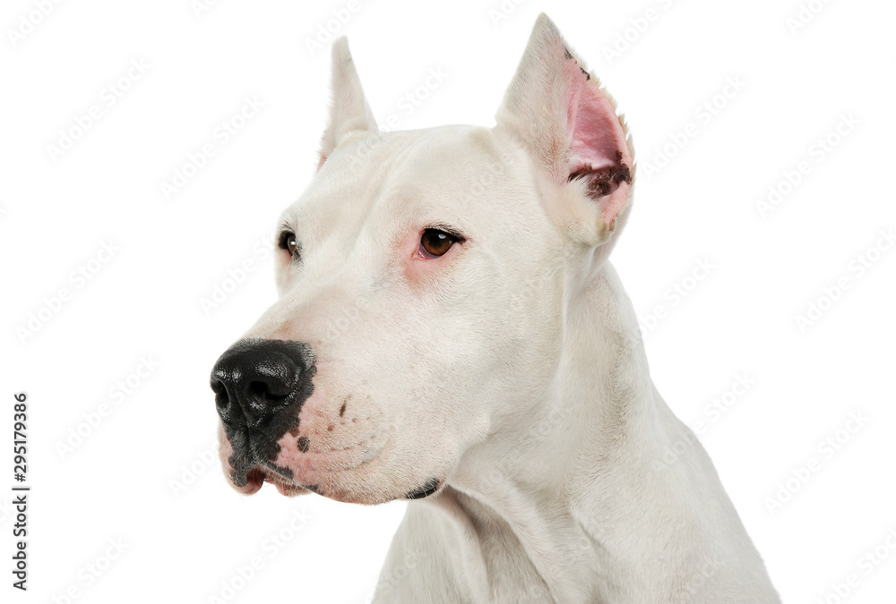 Portrait of an adorable Dogo Argentino looking curiously