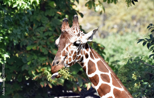 Giraffa che mangia photo