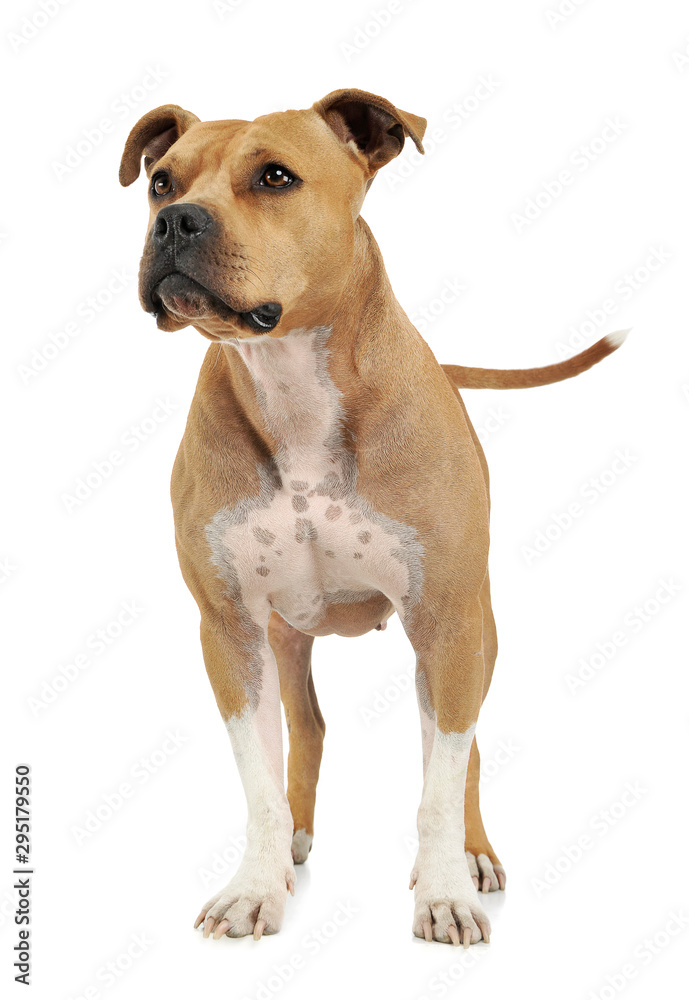 Studio shot of an adorable American Staffordshire Terrier standing  and looking up curiously
