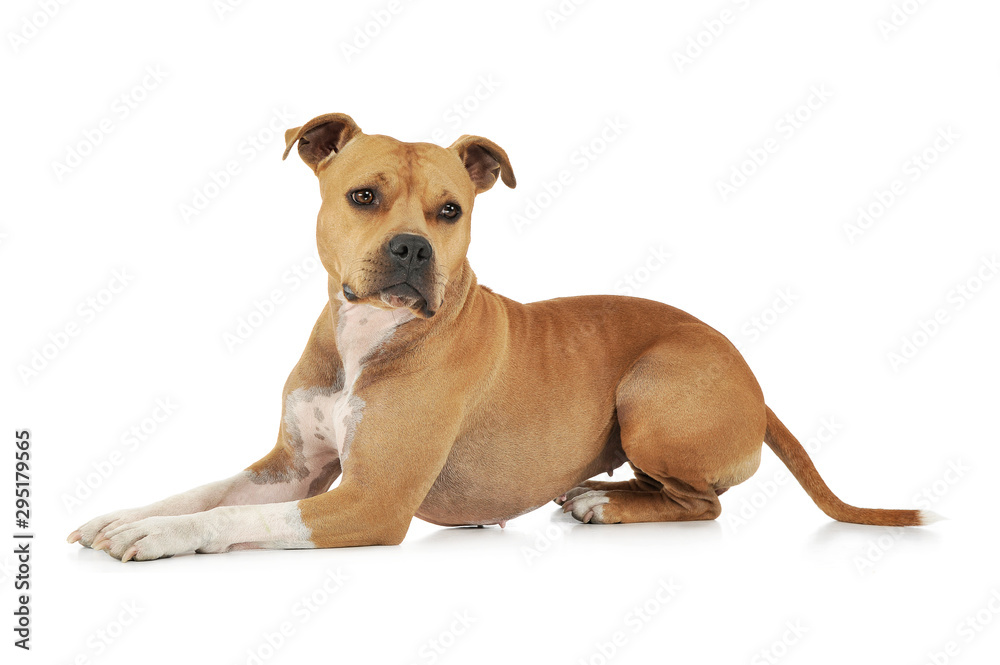 Studio shot of an adorable American Staffordshire Terrier lying and looking curiously